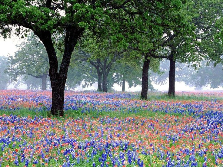 Bluebonnets and indian paintbrush one of my favorite memories with my 736x552