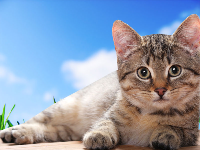  77 Free Cat  Wallpapers  For Desktop  on WallpaperSafari