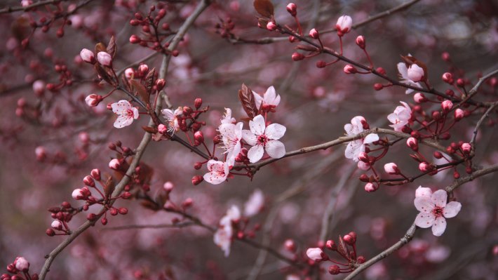 Cherry Blossom HD Wallpaper 4k