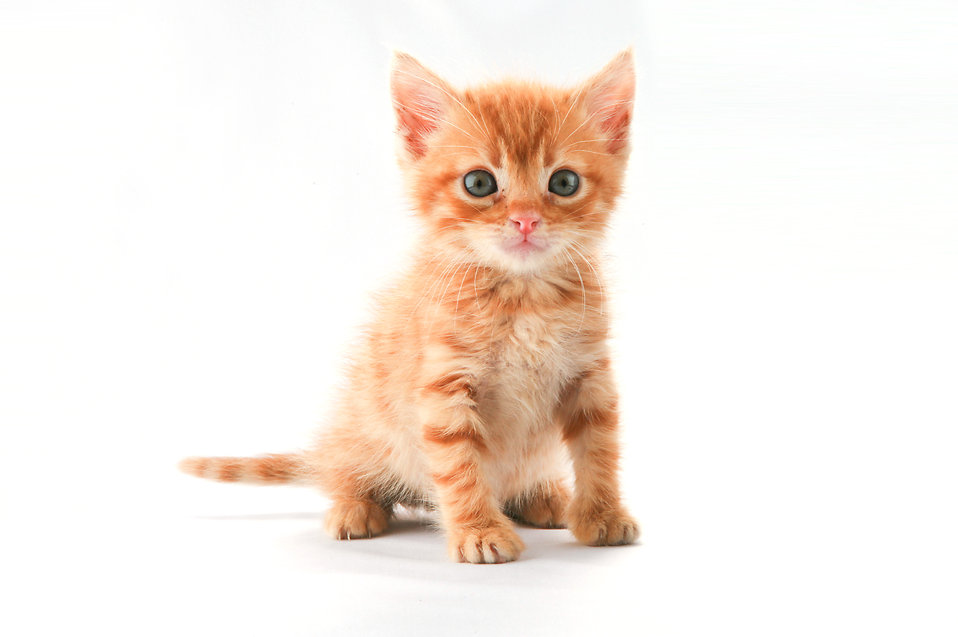 Photo A Cute Orange Kitten Isolated On White Background