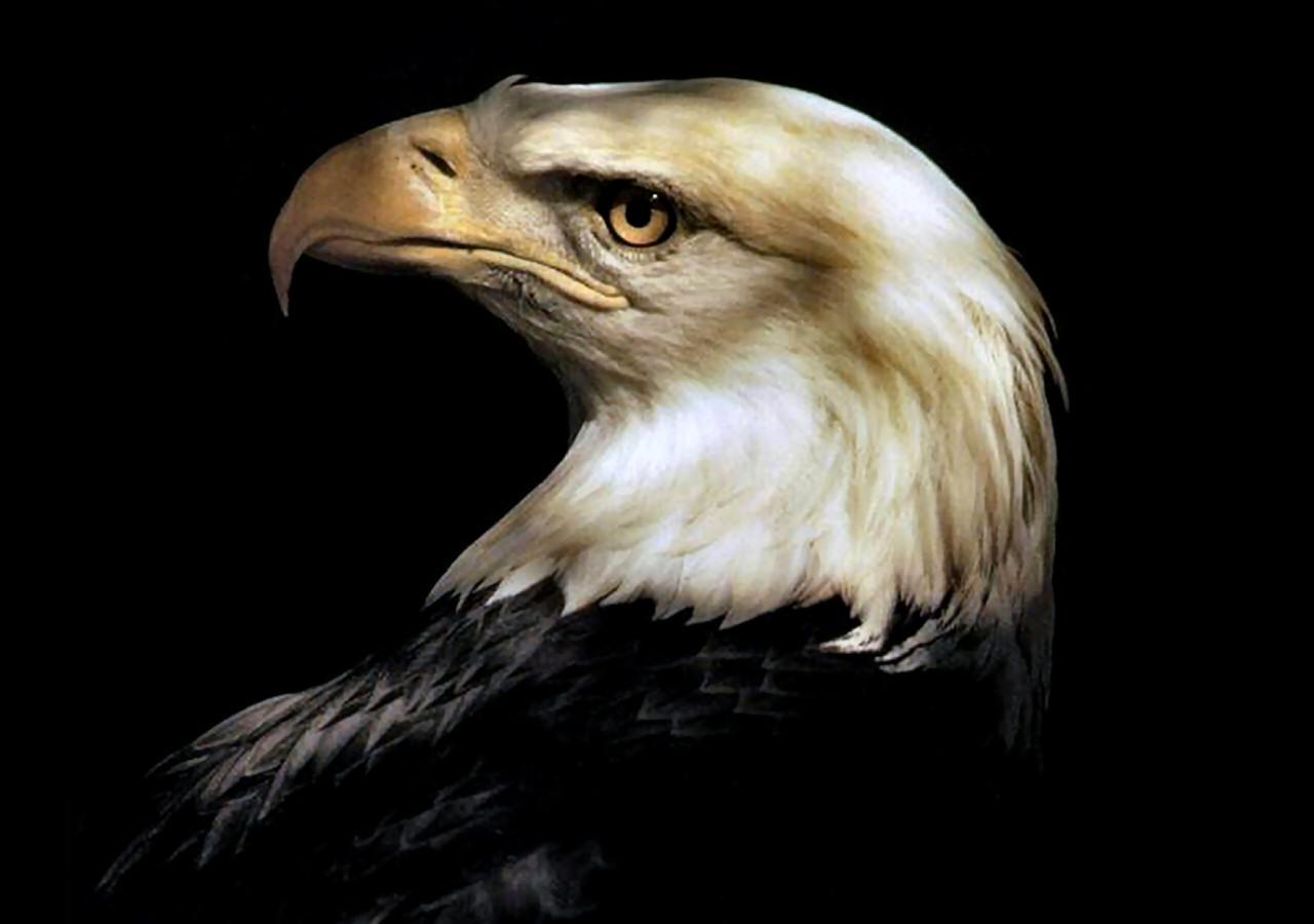 Bald Eagle High Quality And Resolution Wallpaper