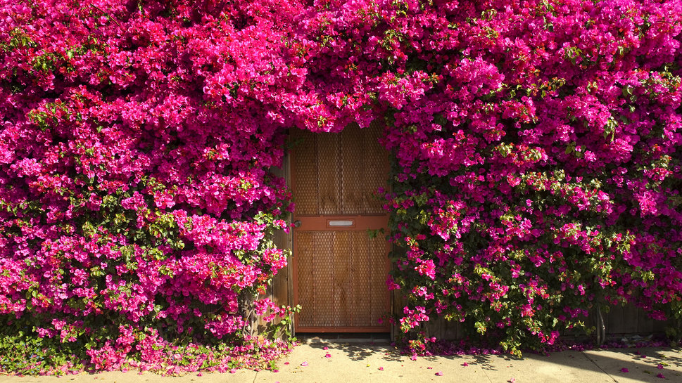 Door Entrance Flower Shrub Thickets Wallpaper