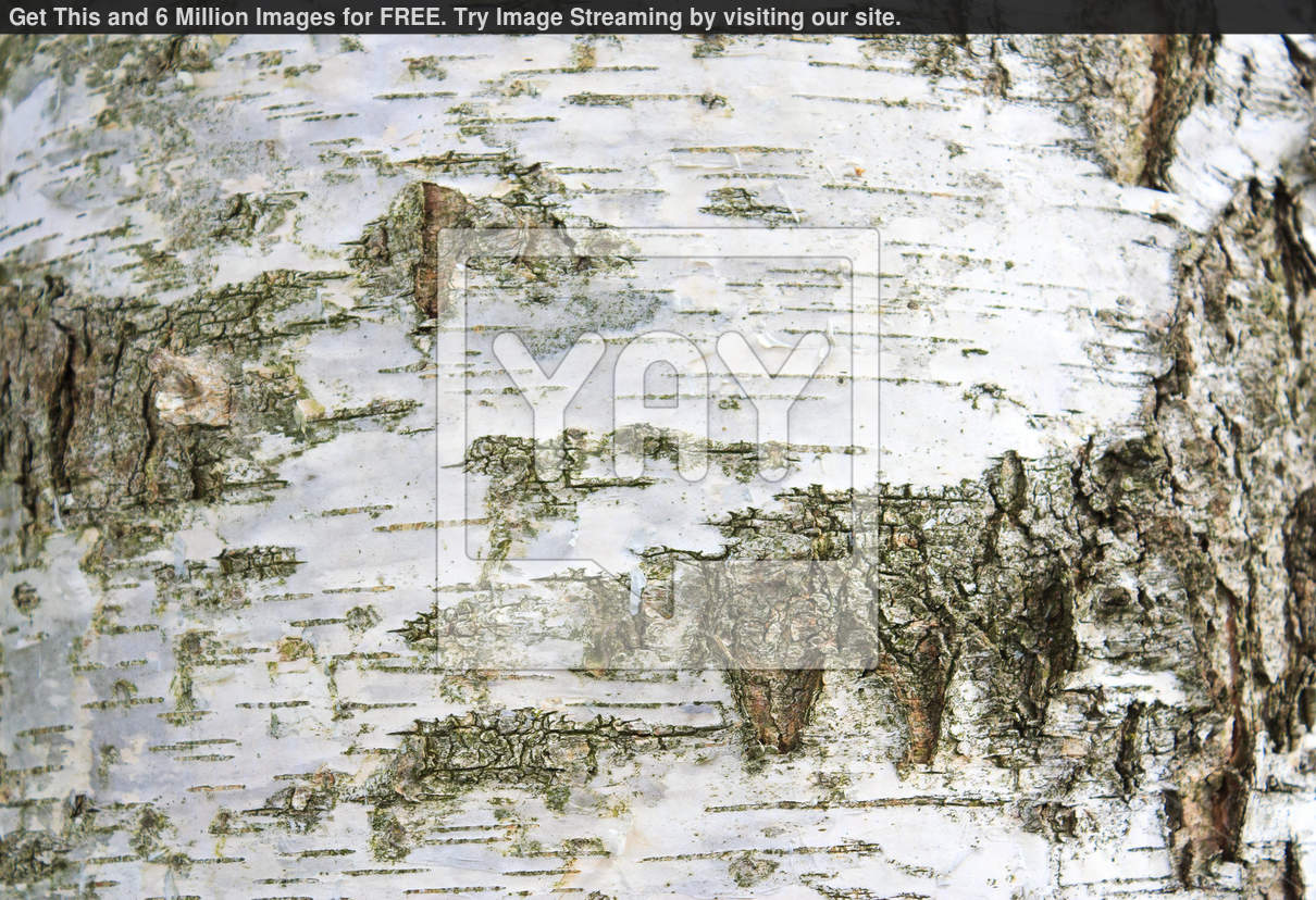 White Birch Bark Wallpaper Background Of