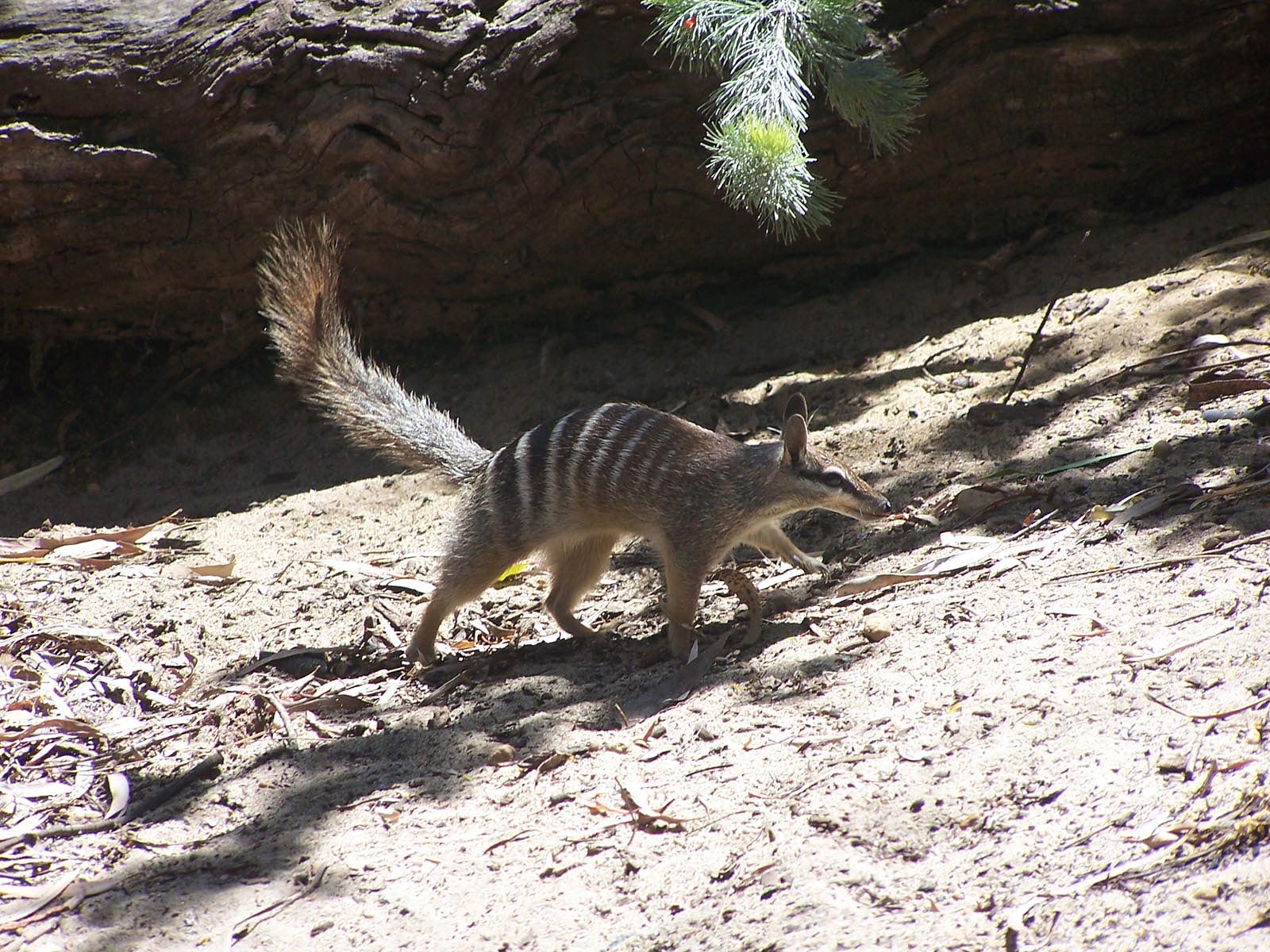 A numbat, also known as the banded anteater, foraging on the ground in its natural habitat. Its distinctive stripes and long tail are clearly visible