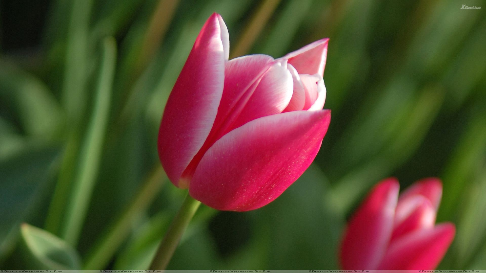 Pink Tulips Closeup In Garden Wallpaper