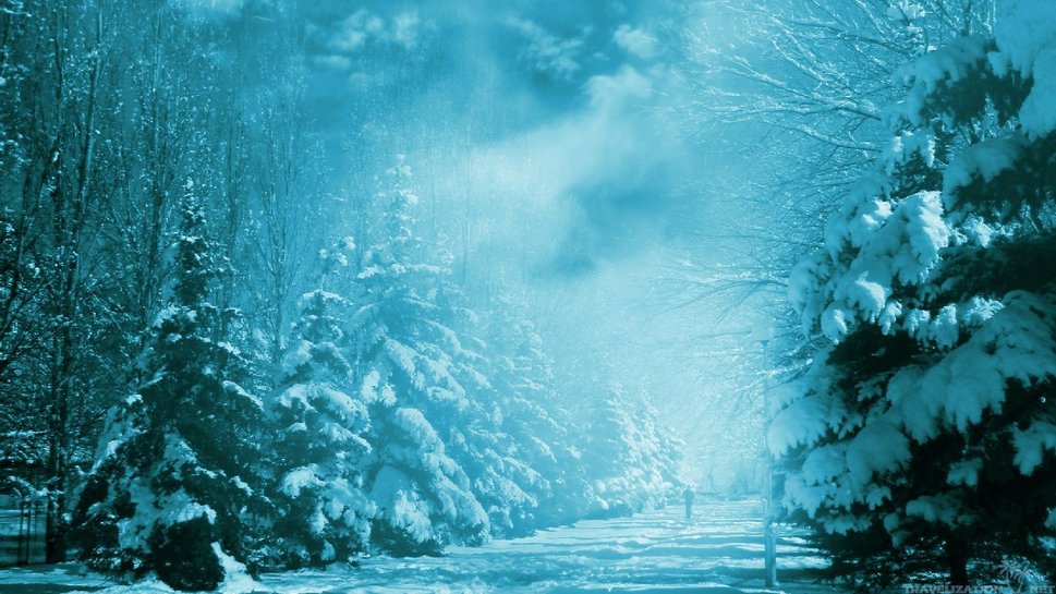 Walk Through The Snowy Woods Wallpaper