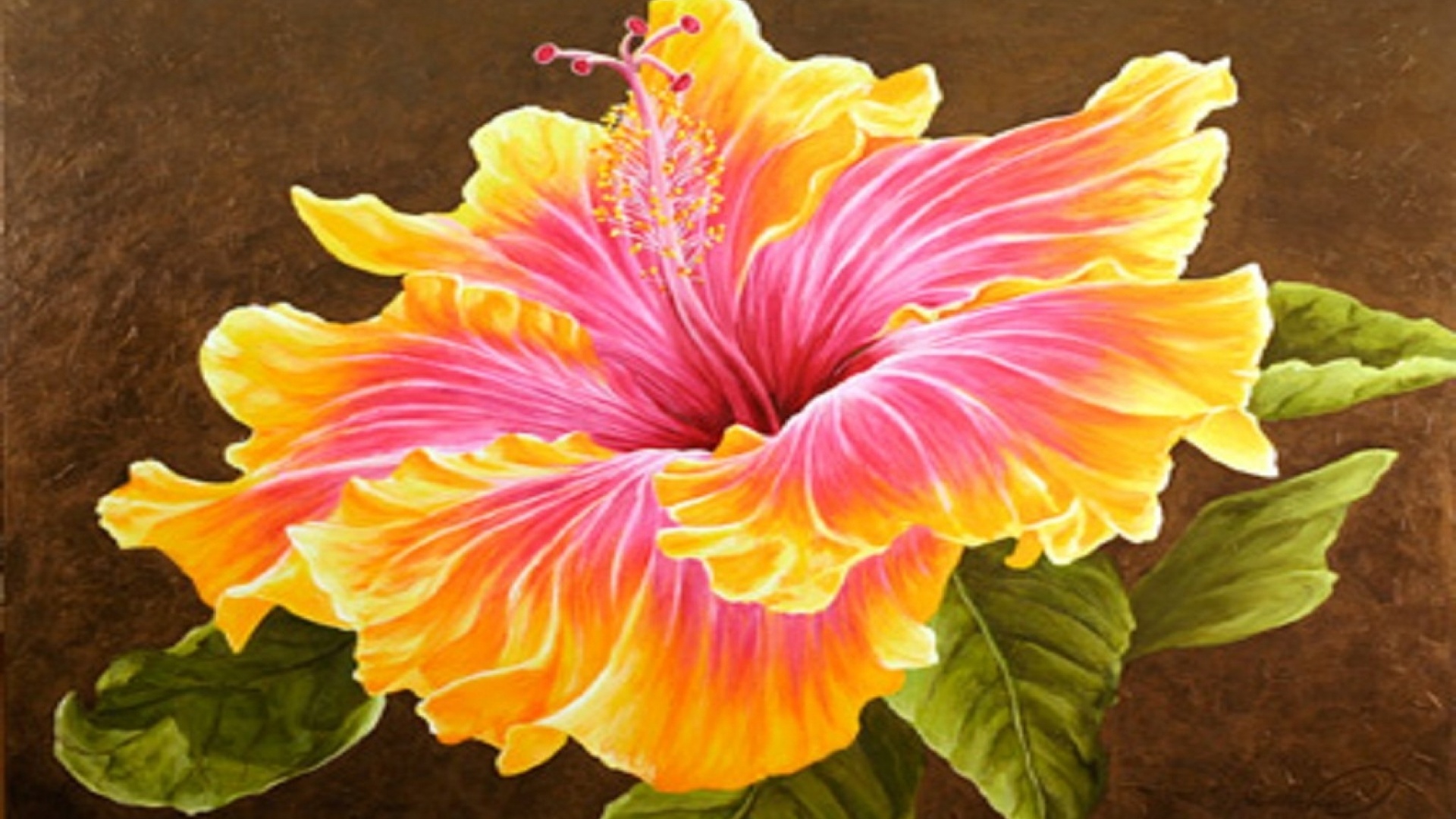 Beautiful Hibiscus Flower Desktop Pc And Mac Wallpaper