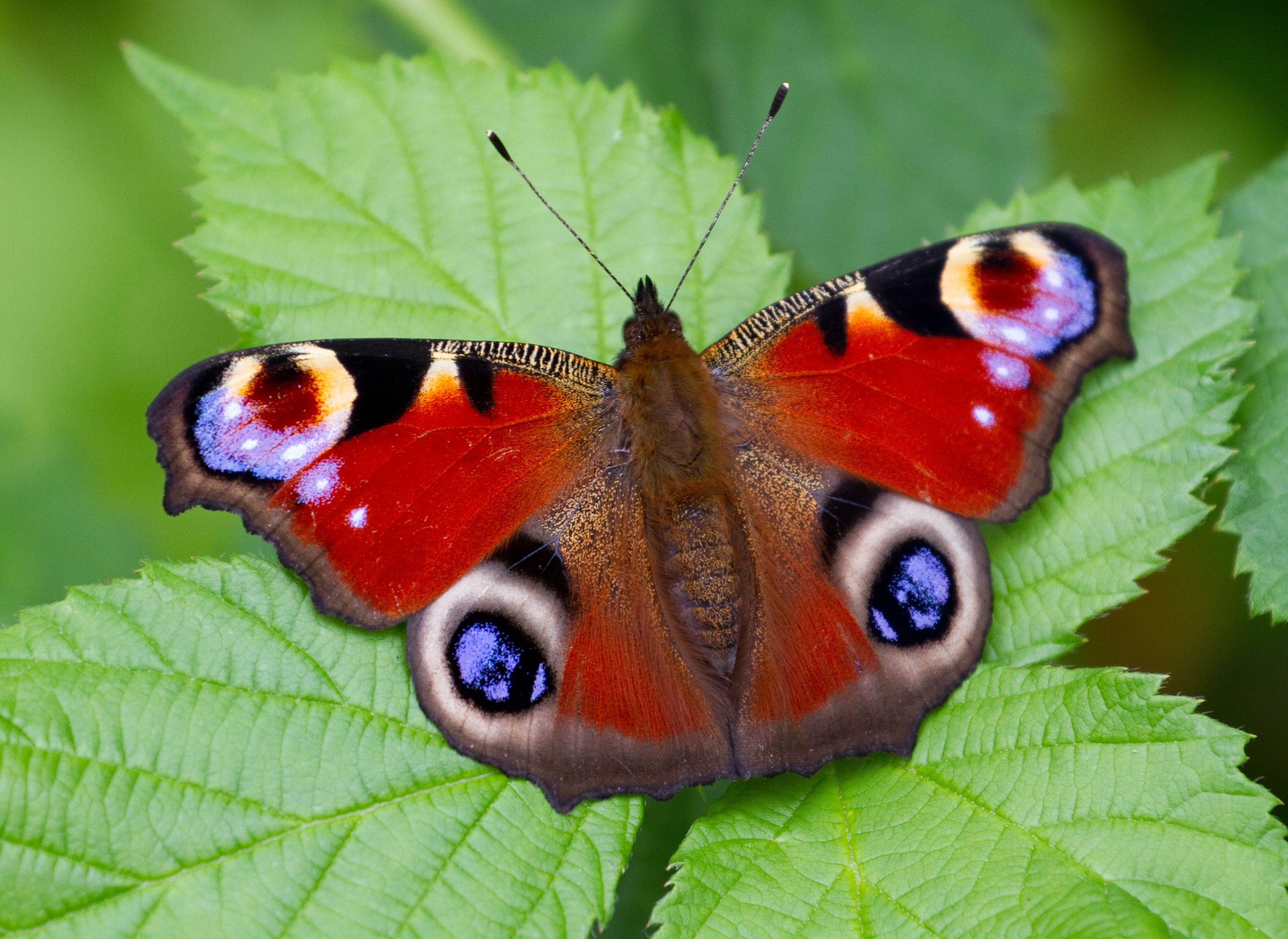 HD Wallpaper Of Peacock Pansy Butterfly