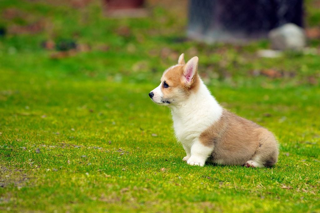 The Cutest Corgi Puppies Of All Time Stuff Makes Me Happy