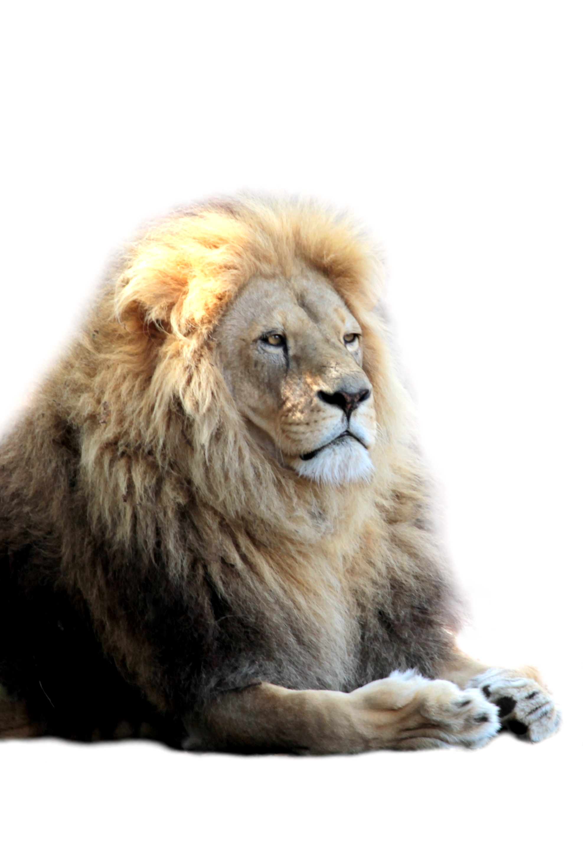 African Lion With White Background