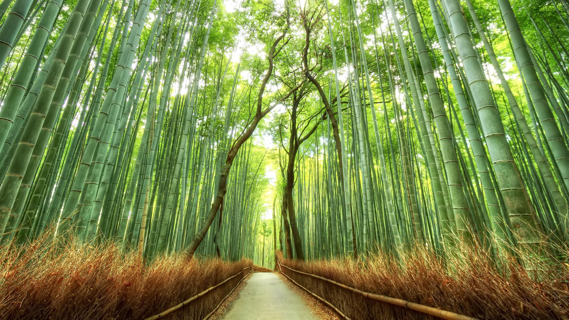 Download A Bamboo Forest Lit Up At Night Wallpaper  Wallpaperscom