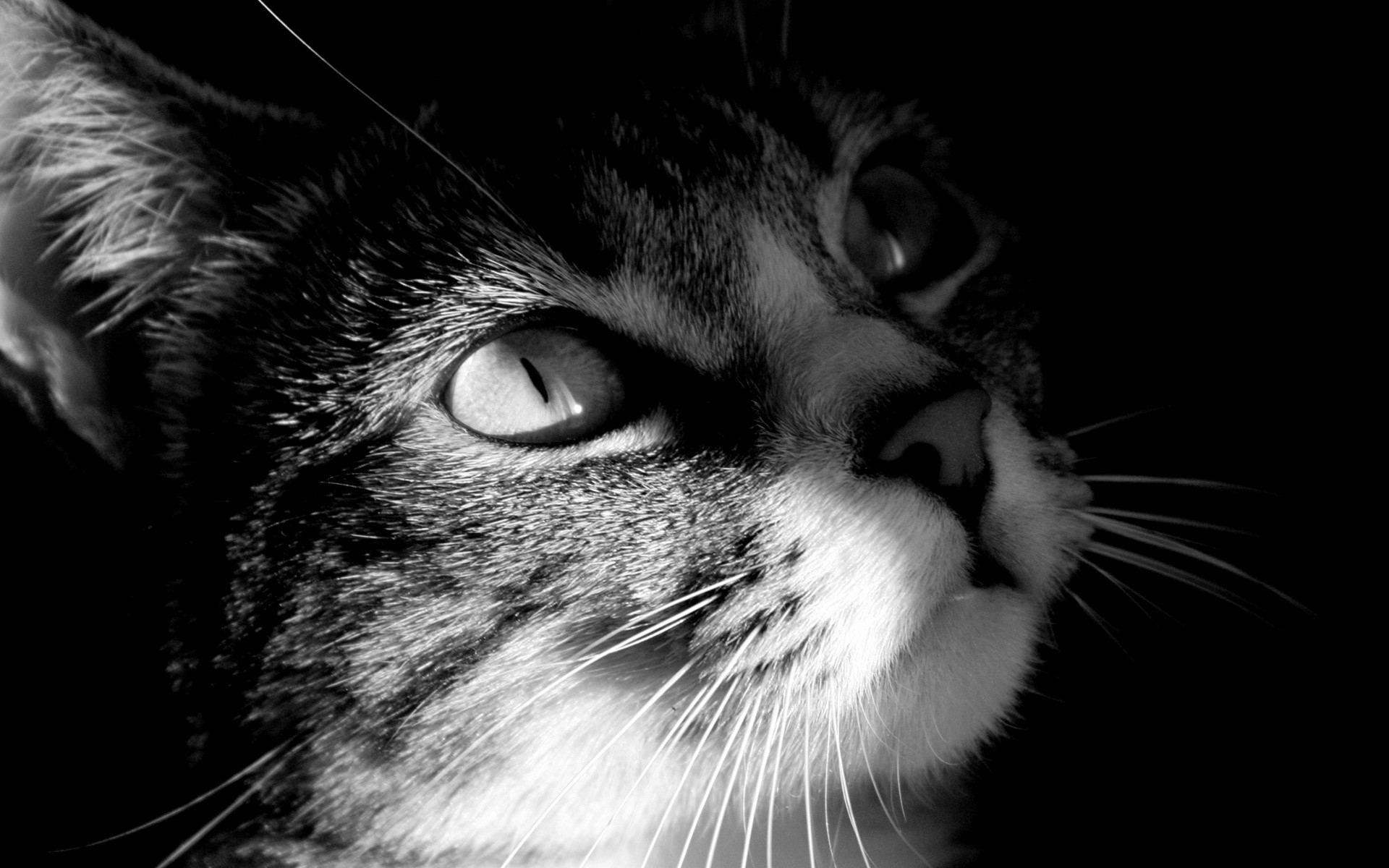 Cute Wallpaper Black And White