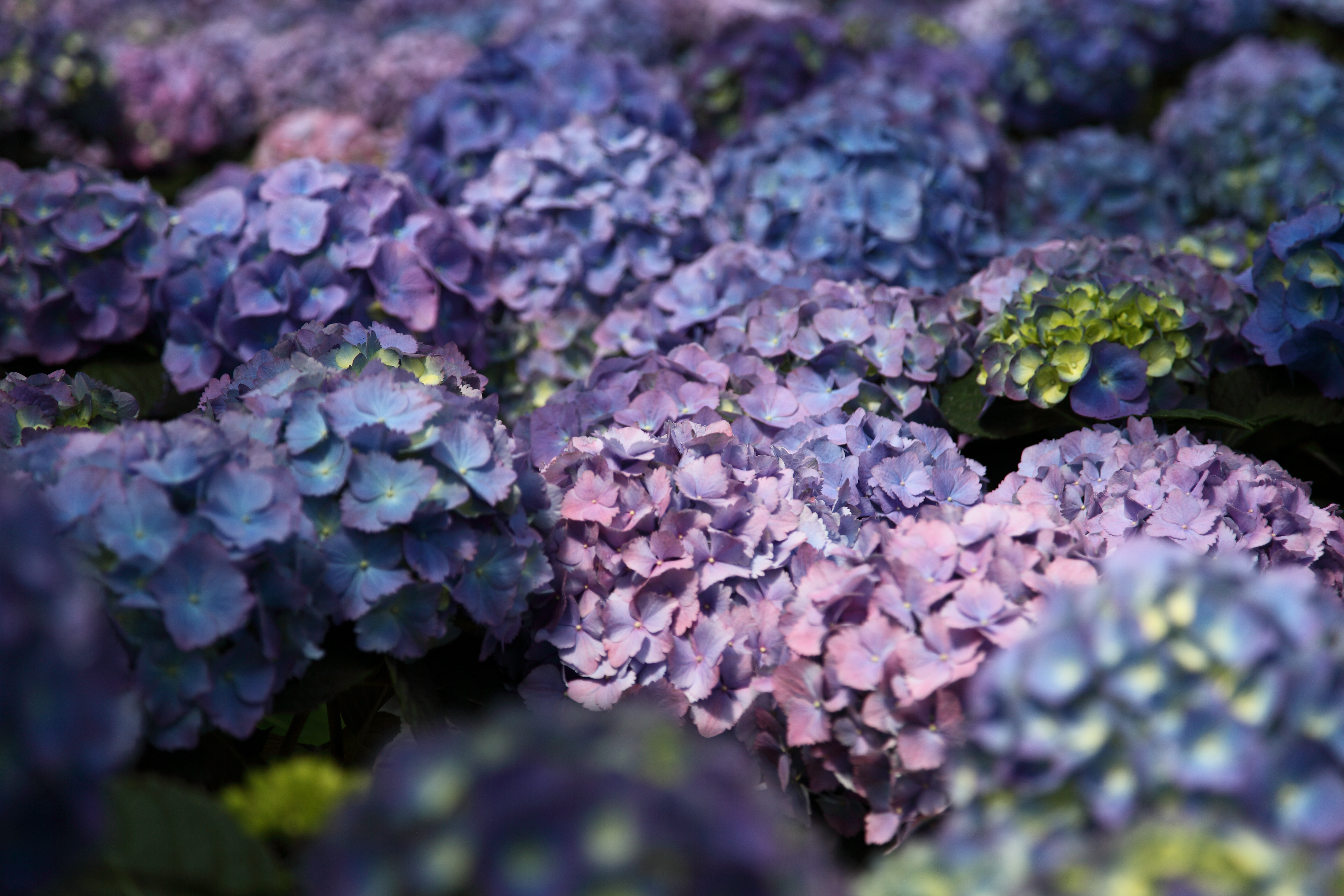 Purple Hydrangea Blue Flower Flowers Nature Pictures By