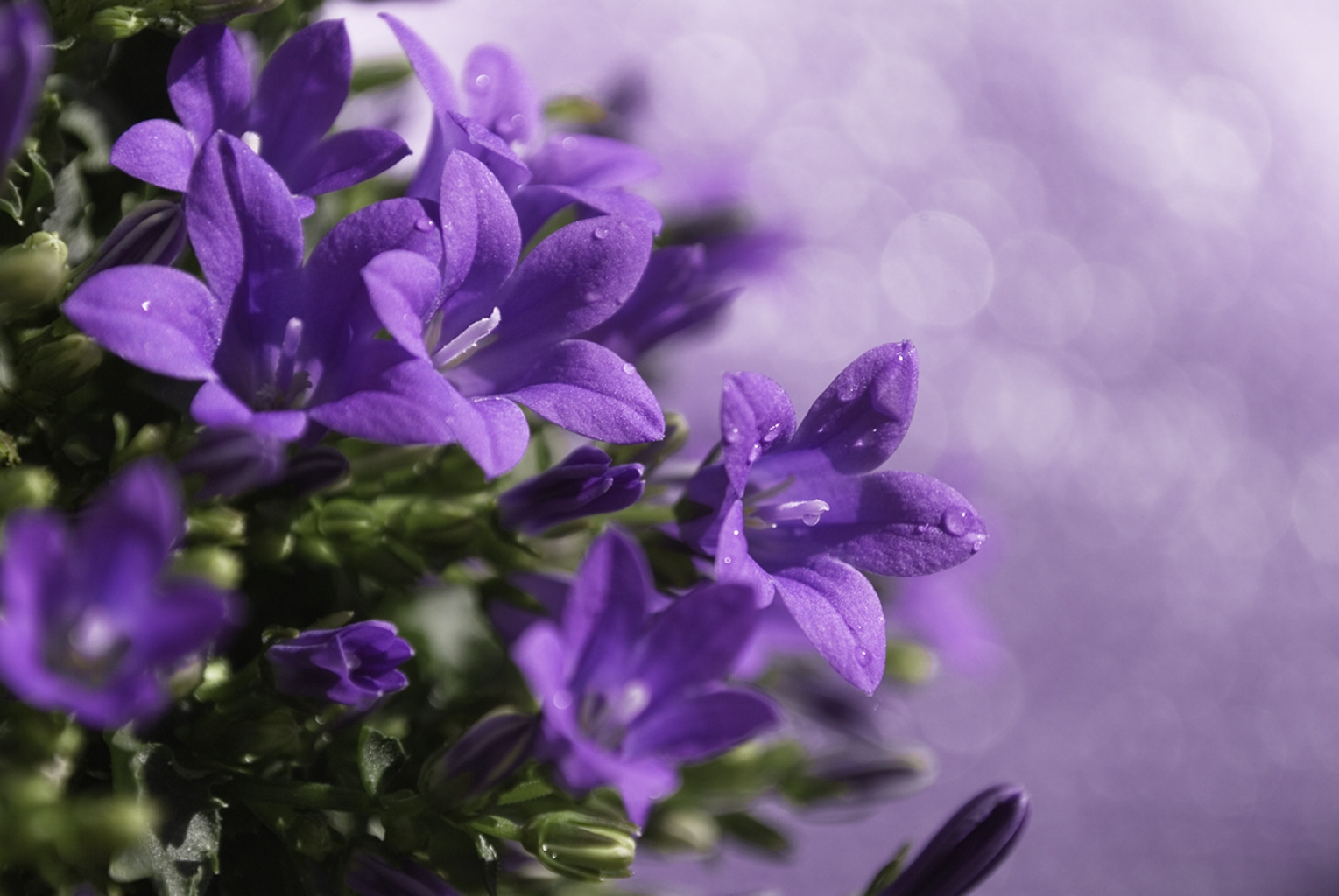 Cool Purple And Green Background Wallpaper