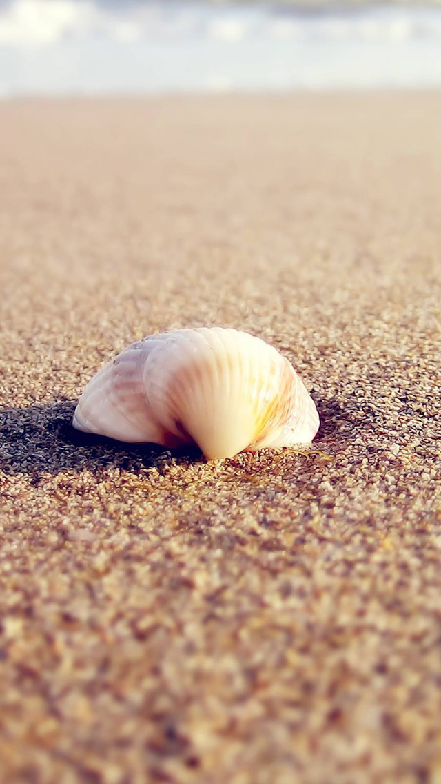 Shell On The Beach iPhone 5s Wallpaper