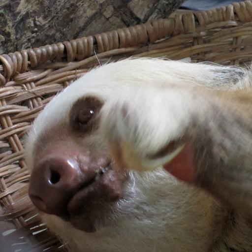 Cute Sloth Live Wallpaper Screenshot