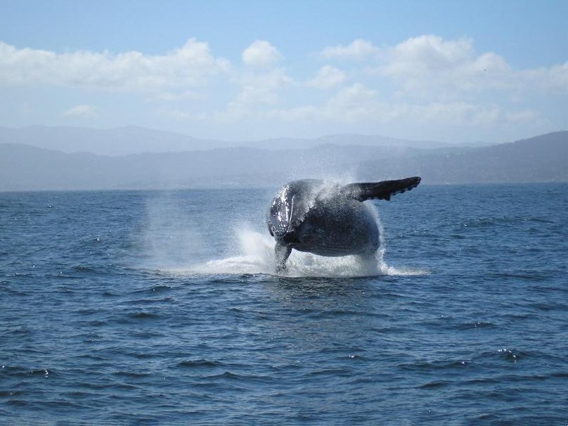 HD Wallpaper Humpback Whale Baleen X Kb Jpeg