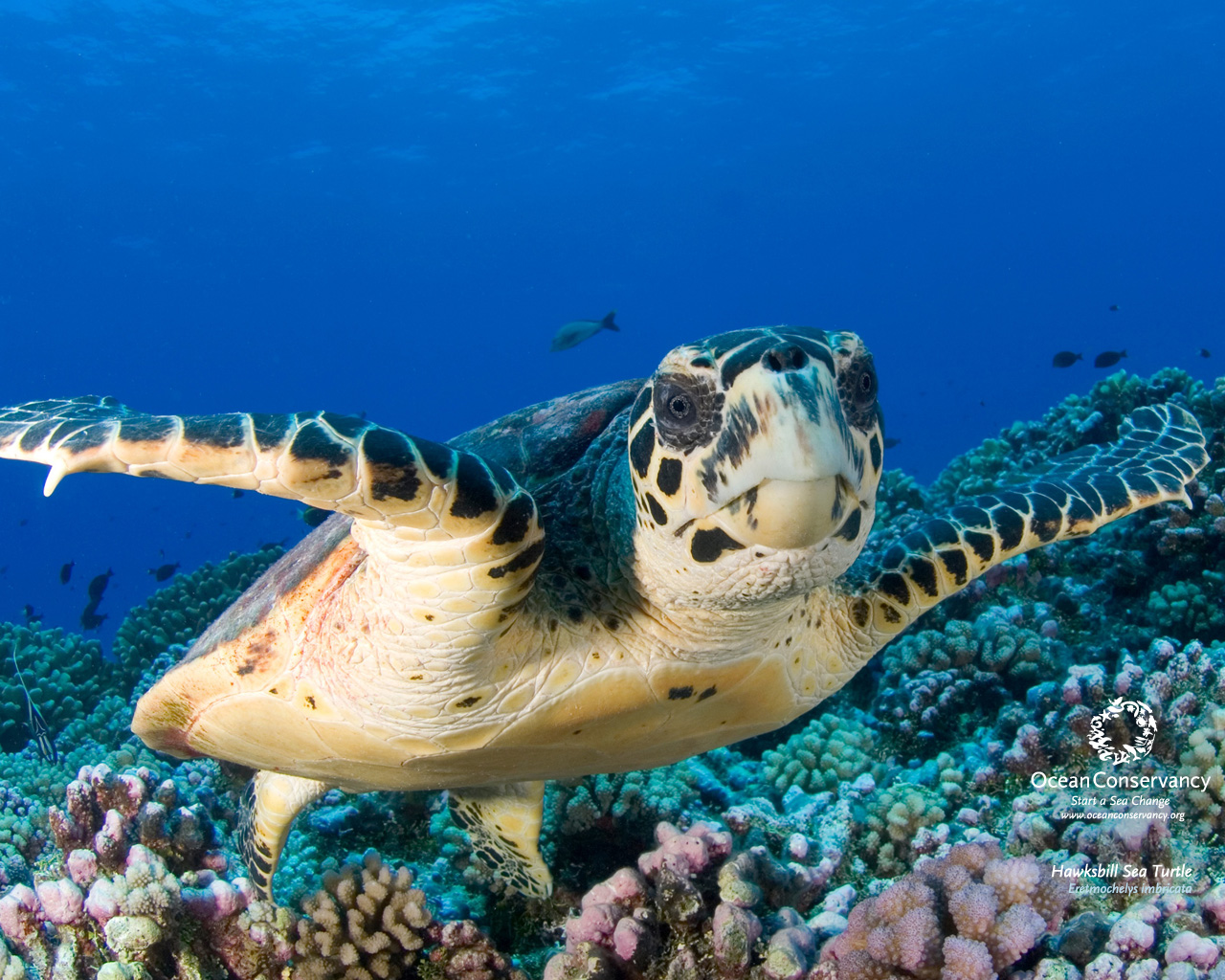 Hawksbill Sea Turtles Wallpaper Animal Bwalles Gallery