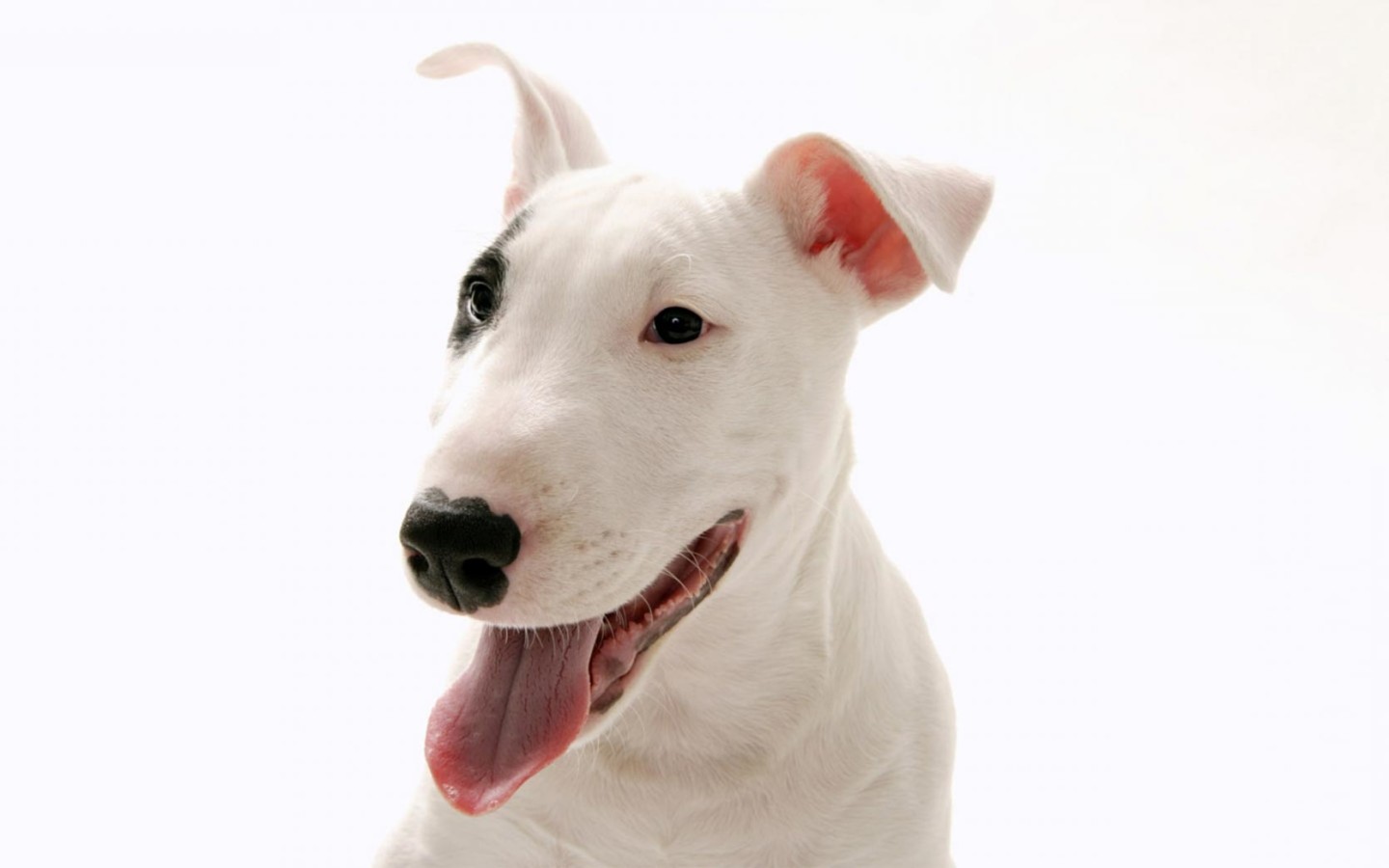 Pics Photos Wallpaper Pitbull Terrier Fondos