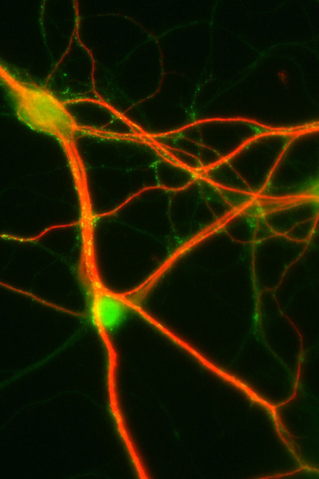 [49+] iPhone Wallpaper Size - WallpaperSafari