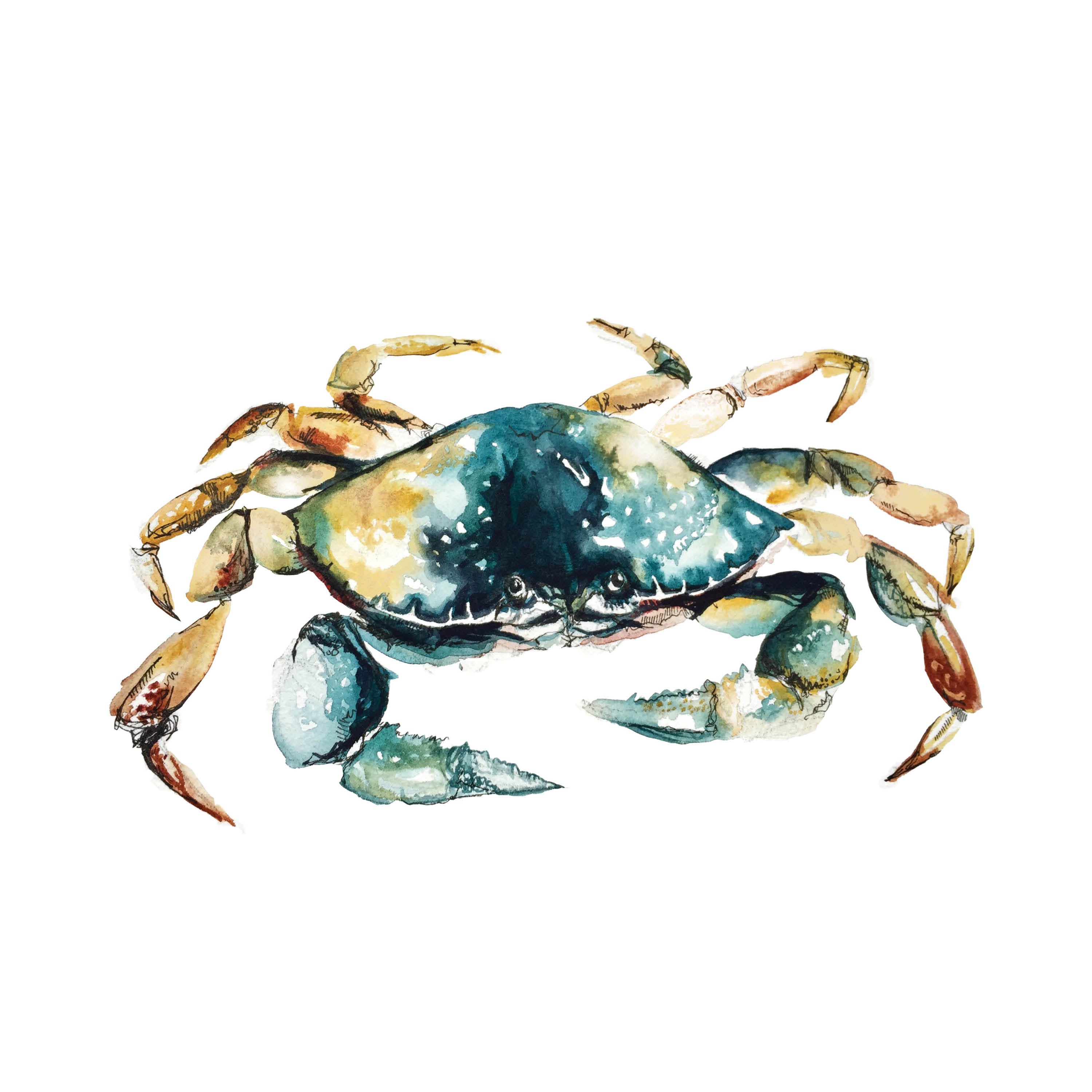 Dungeness Crab Kelly Clause Art Wallpaper