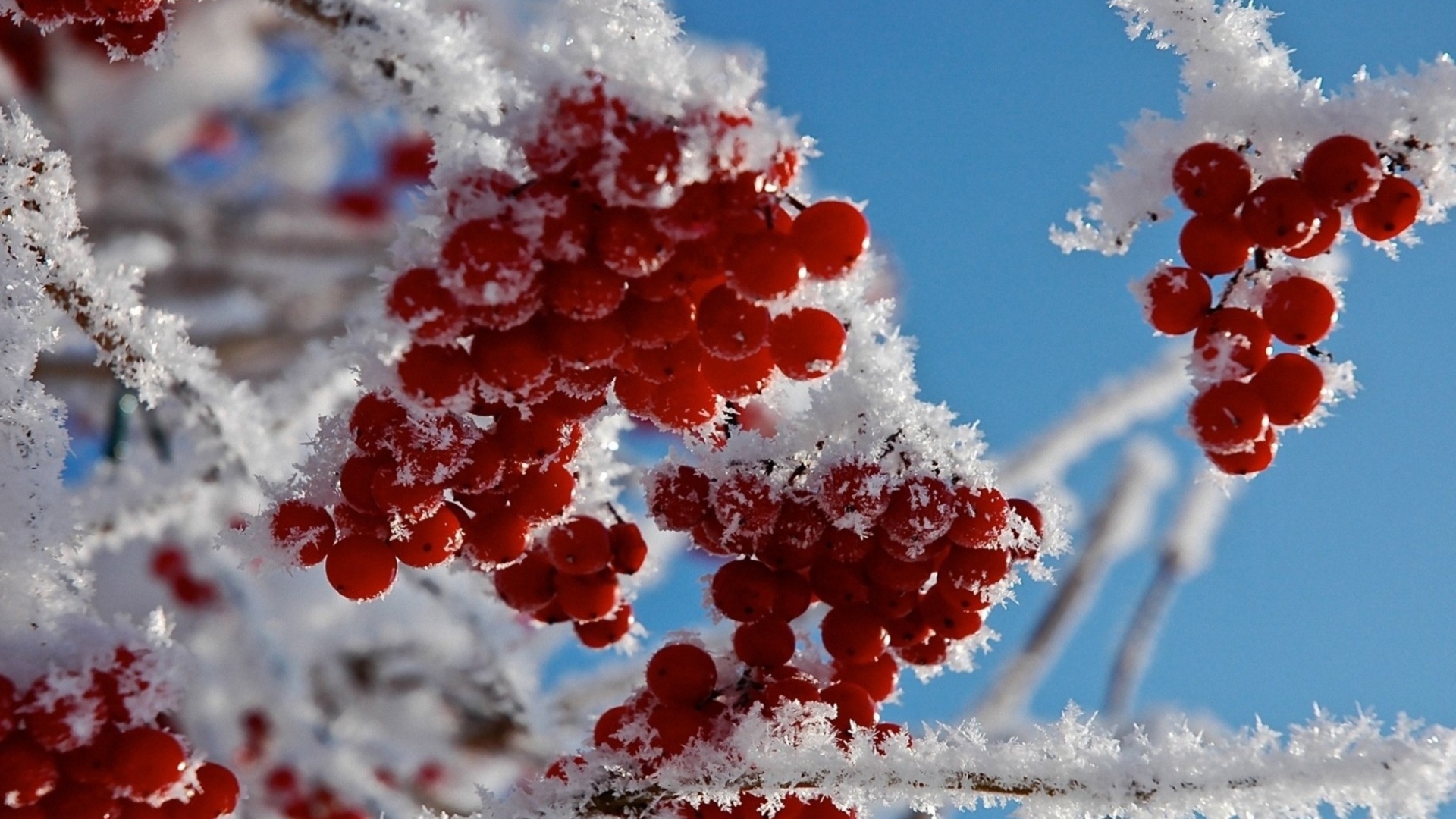 Winter Frost Red Berries Snow Twig Branch Macro Wallpaper