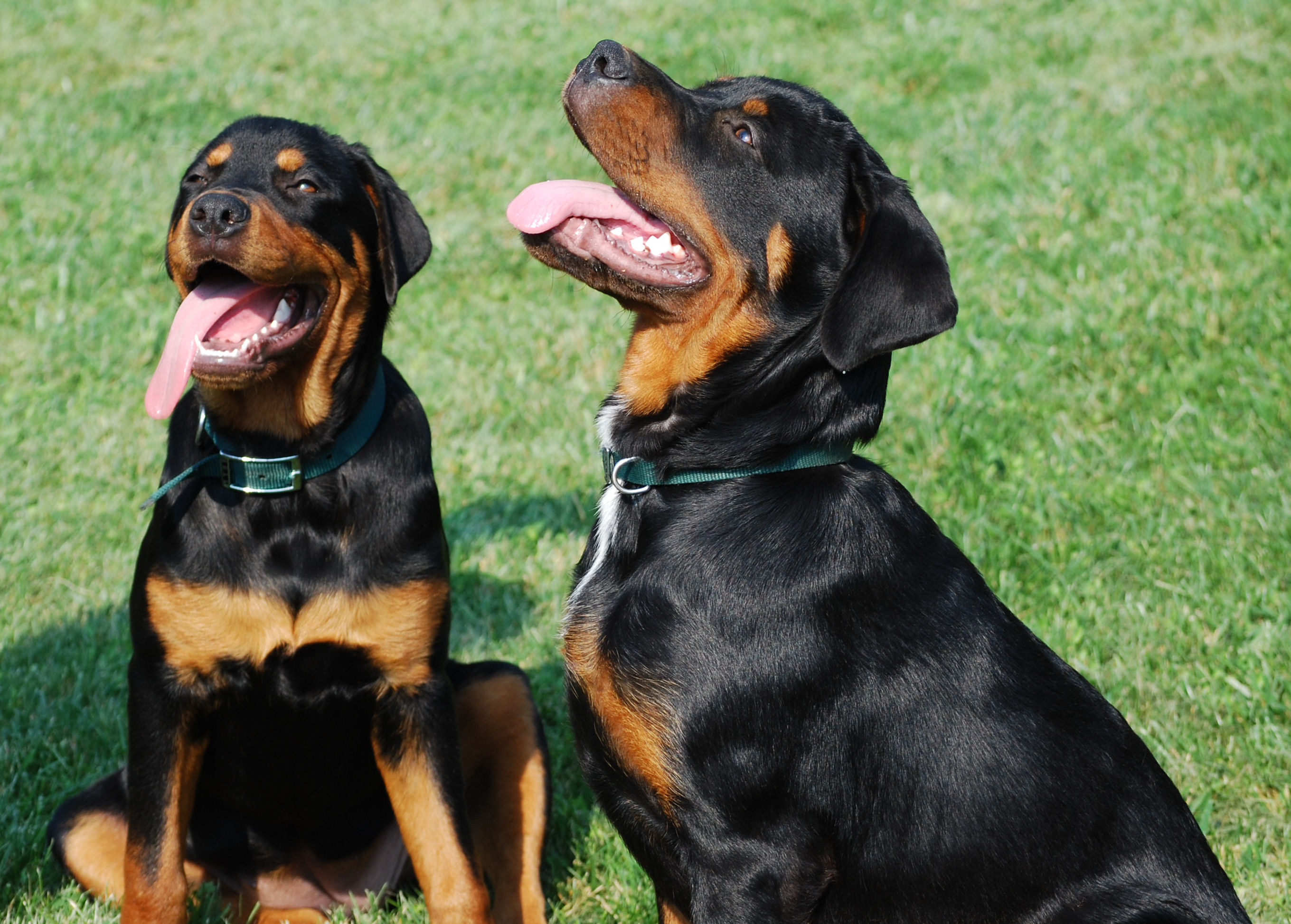 Two Rottweiler dogs photo and wallpaper Beautiful Two Rottweiler dogs