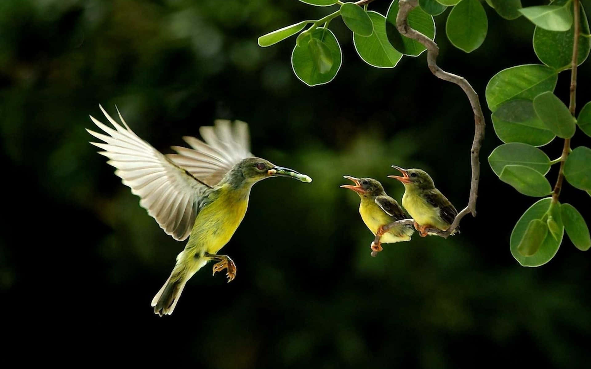 Mother Bird Picture Wallpaper