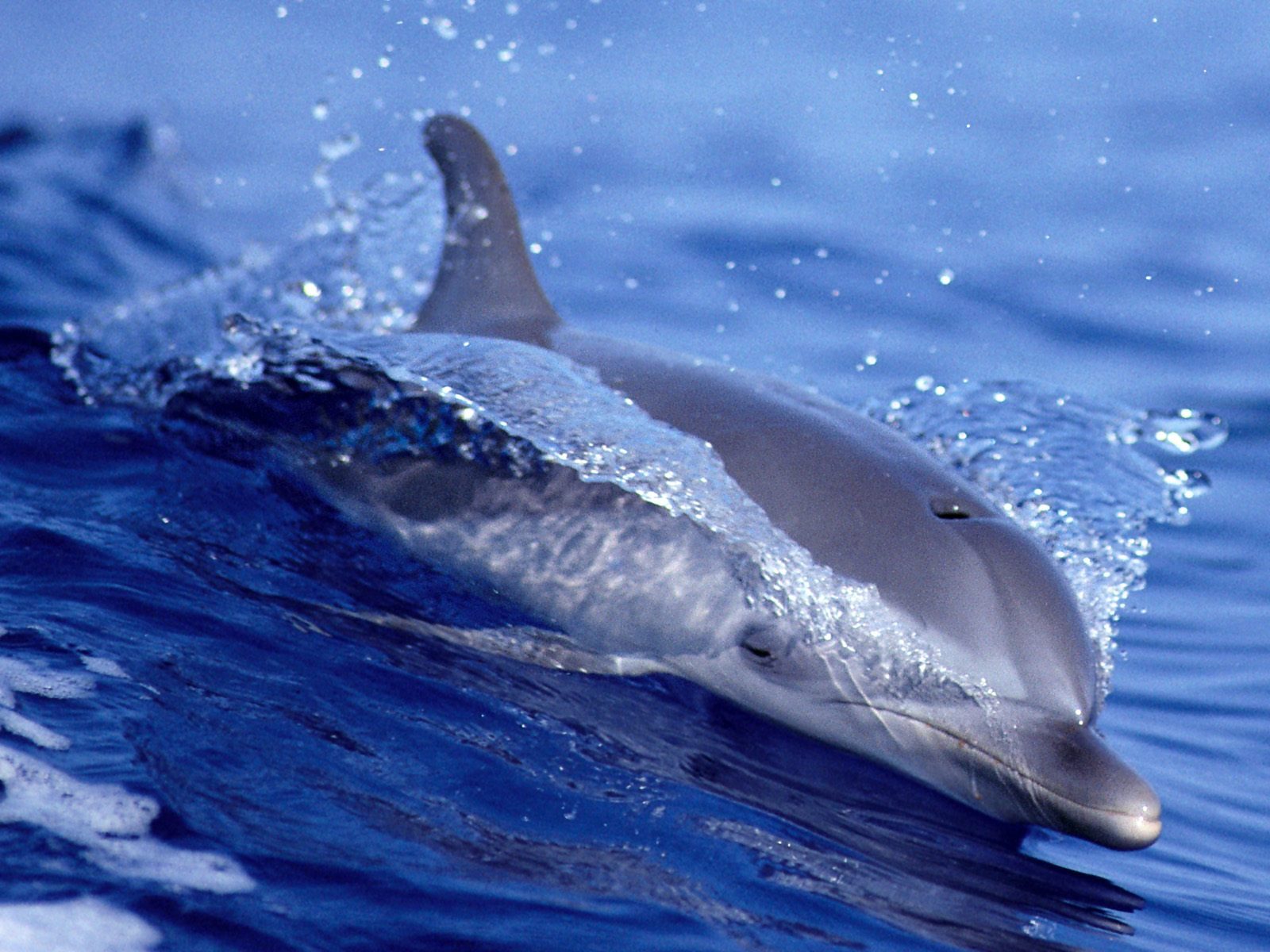 HD Dolphin Wallpaper Animal