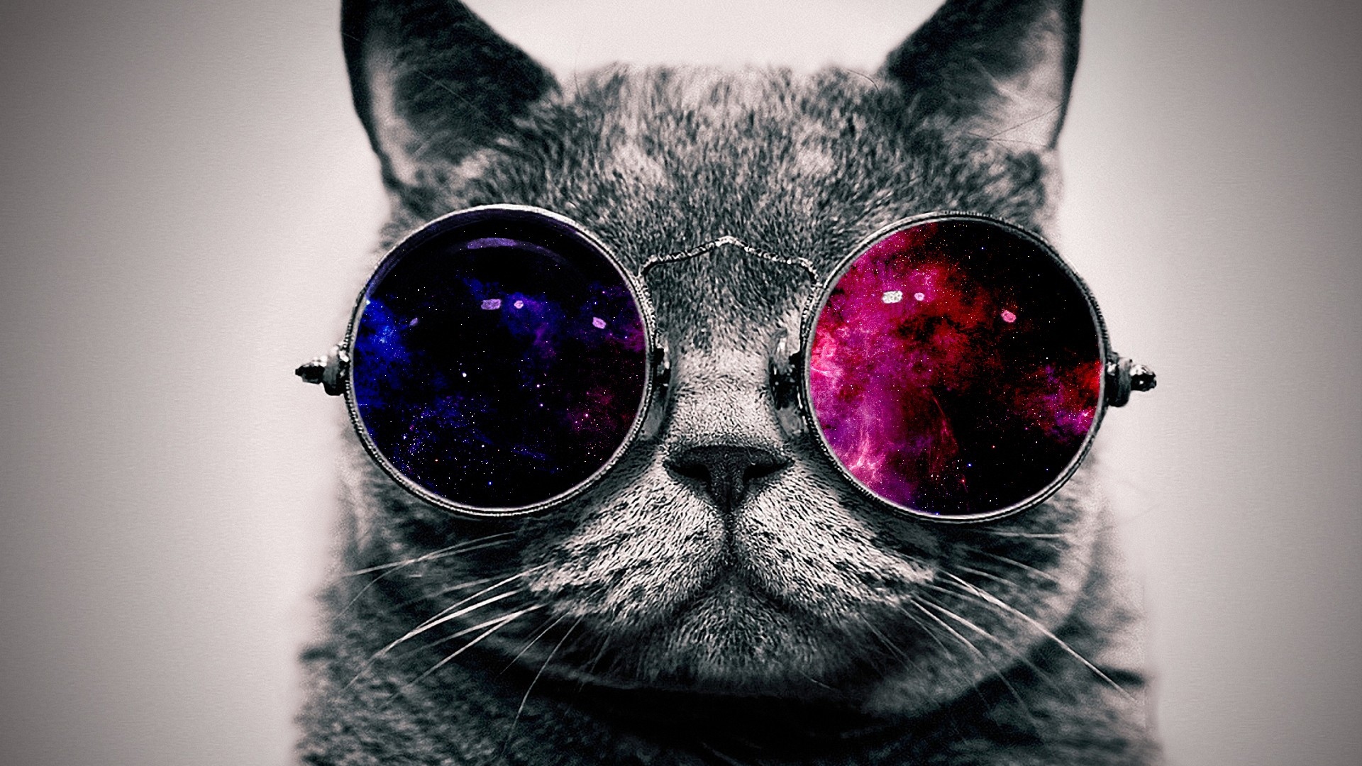 Download Wallpaper 1920x1080 cat face glasses thick Full HD 1080p