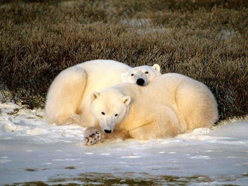 Related Wallpaper Animals Bears Awesome Polar
