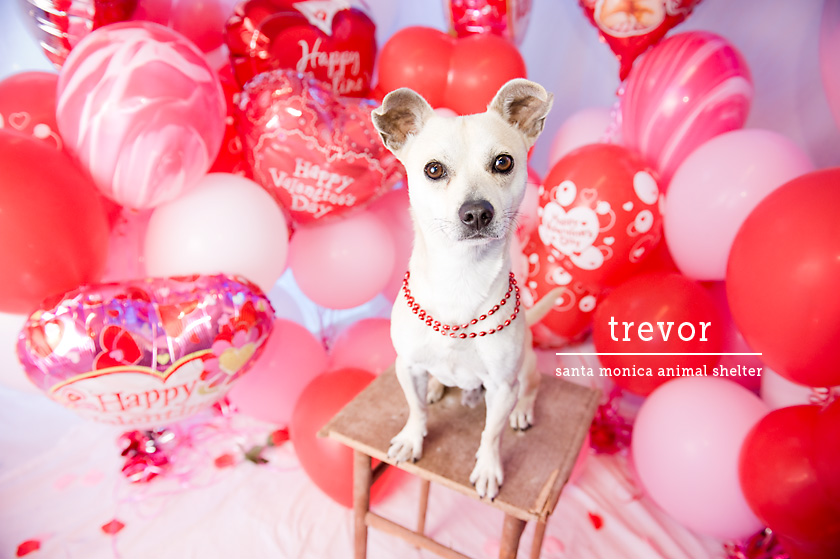 Valentine S Day Shelter Dogs Cats Aww Democratic