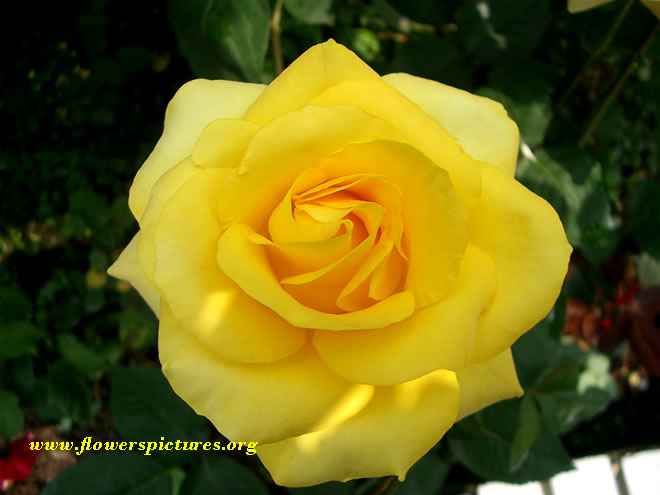 Cute Wallpaper S Yellow Roses