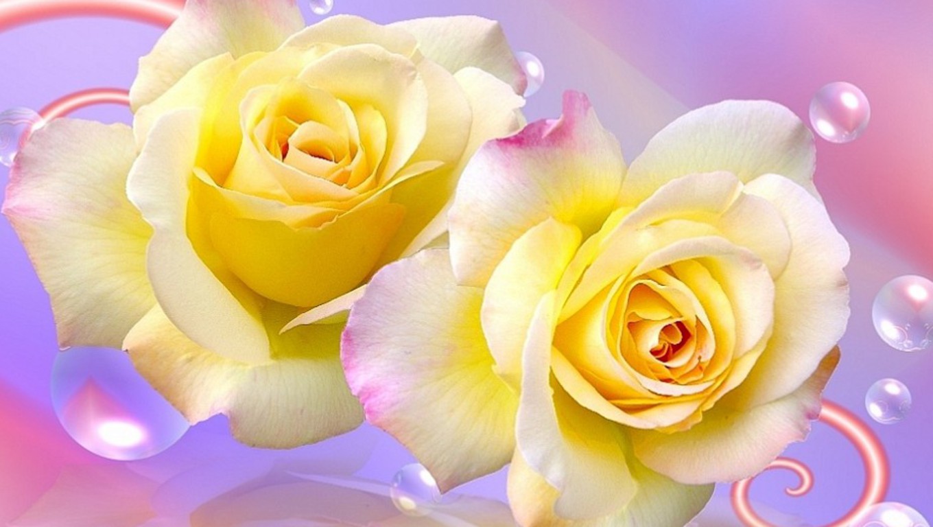 Cute Wallpapers Cute Yellow Roses