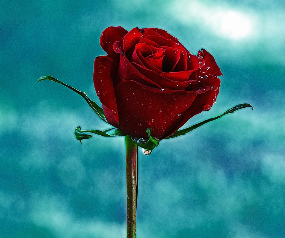 Red Roses Wallpaper HD Wide