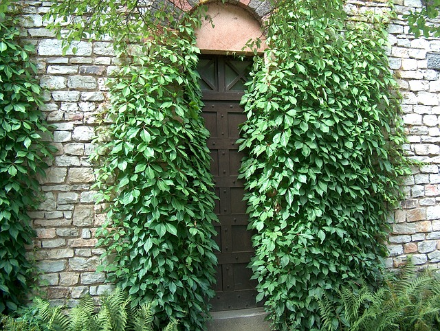 Door Goal Input Ivy Trellis Mysterious Wall