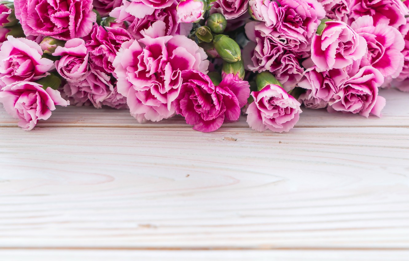 Wallpaper Flowers Pink Wood Carnation Image For