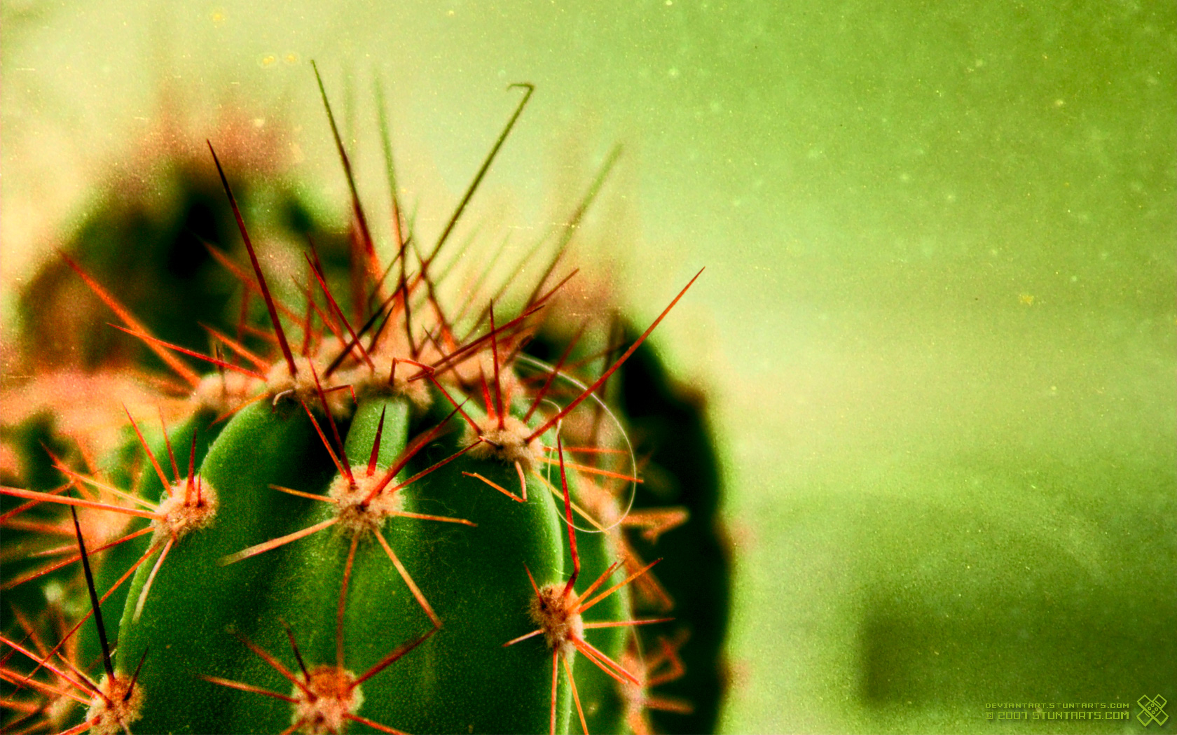 Cactus Image Cacti Wallpaper HD And Background