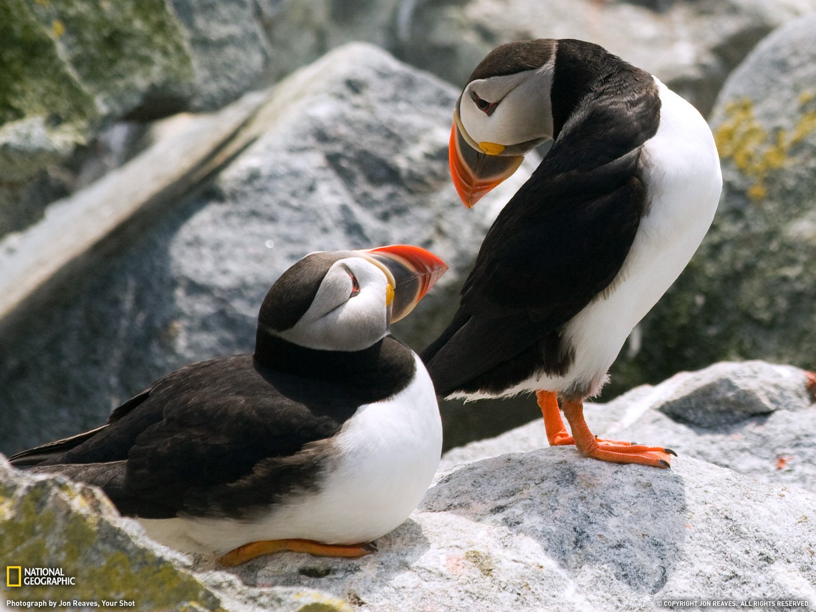Puffin Picture Animal Wallpaper   National Geographic Photo of the