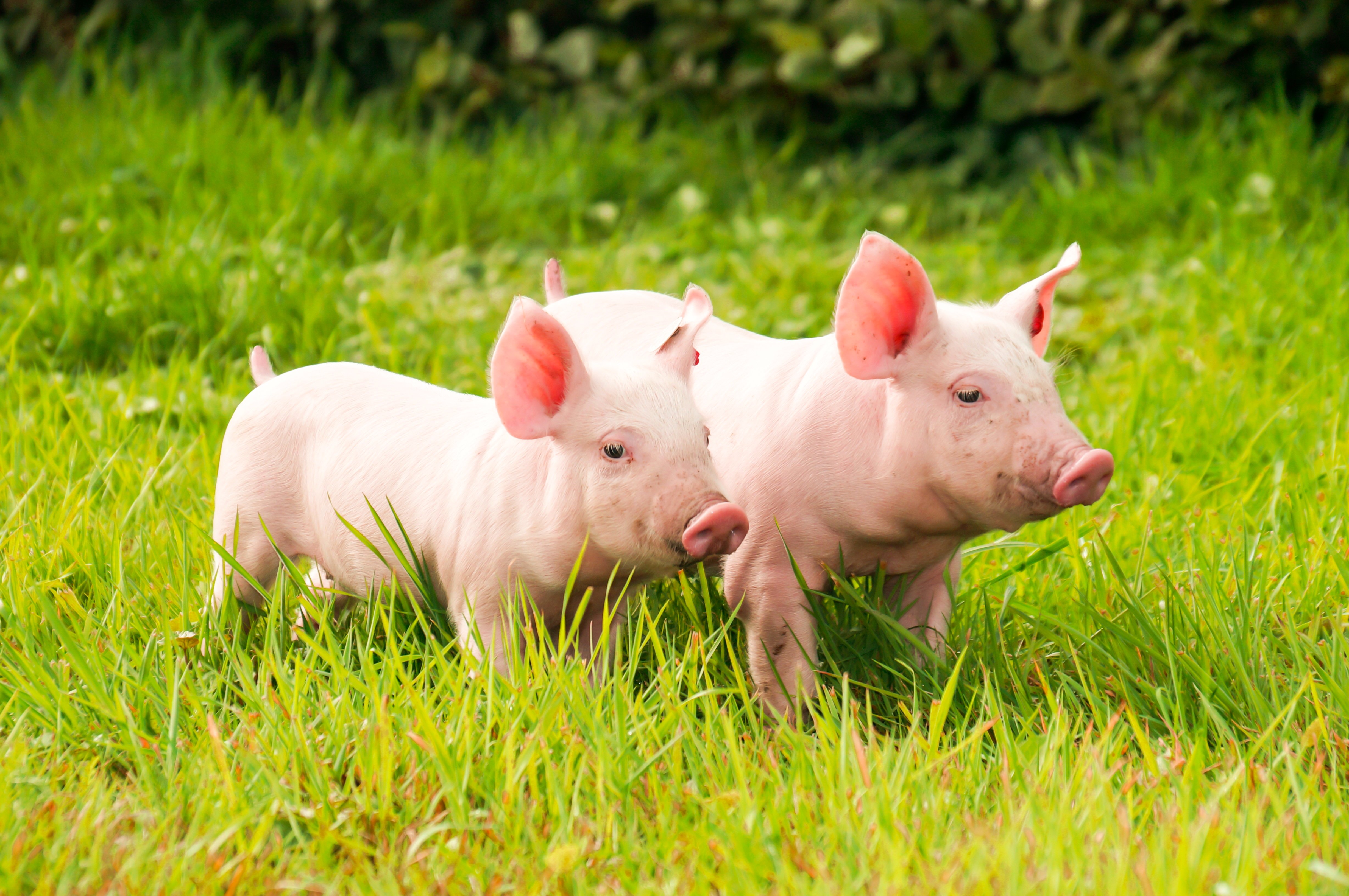 Top Wallpaper 4k Cute Pig Terkini