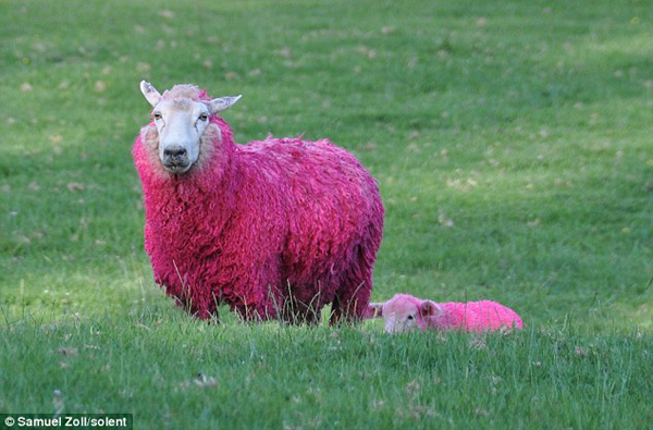 Pink Sheep Park Chill Hour