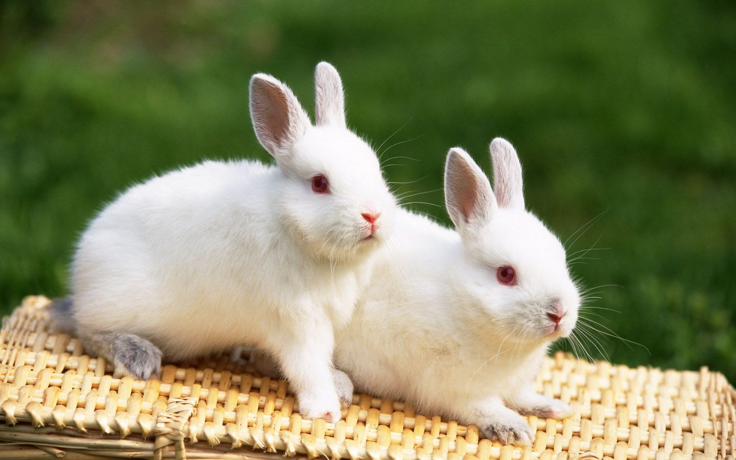 White Beautiful Rabbits Wallpaper Photosjunction