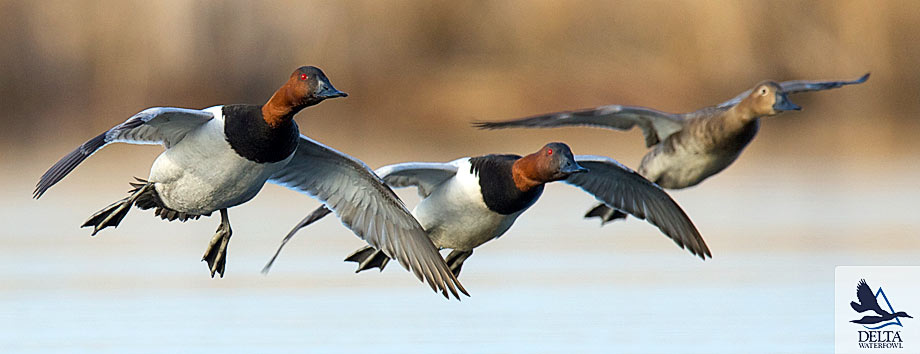 Delta Waterfowl News Events