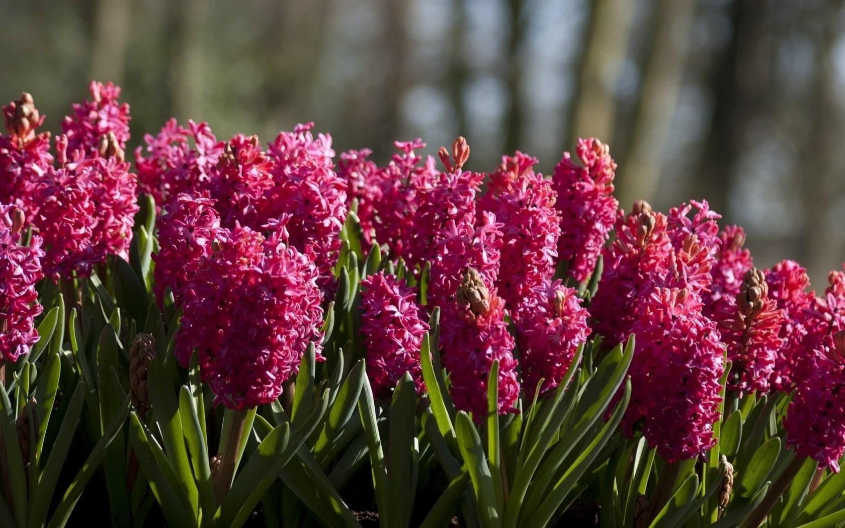 Hyacinth Wallpaper With Quality HD