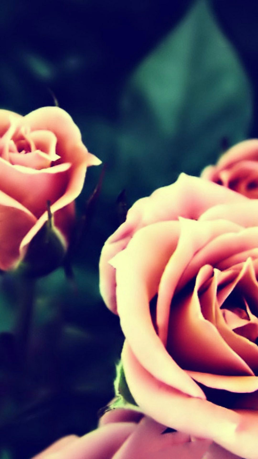 Vintage Pink Roses Closeup iPhone Wallpaper