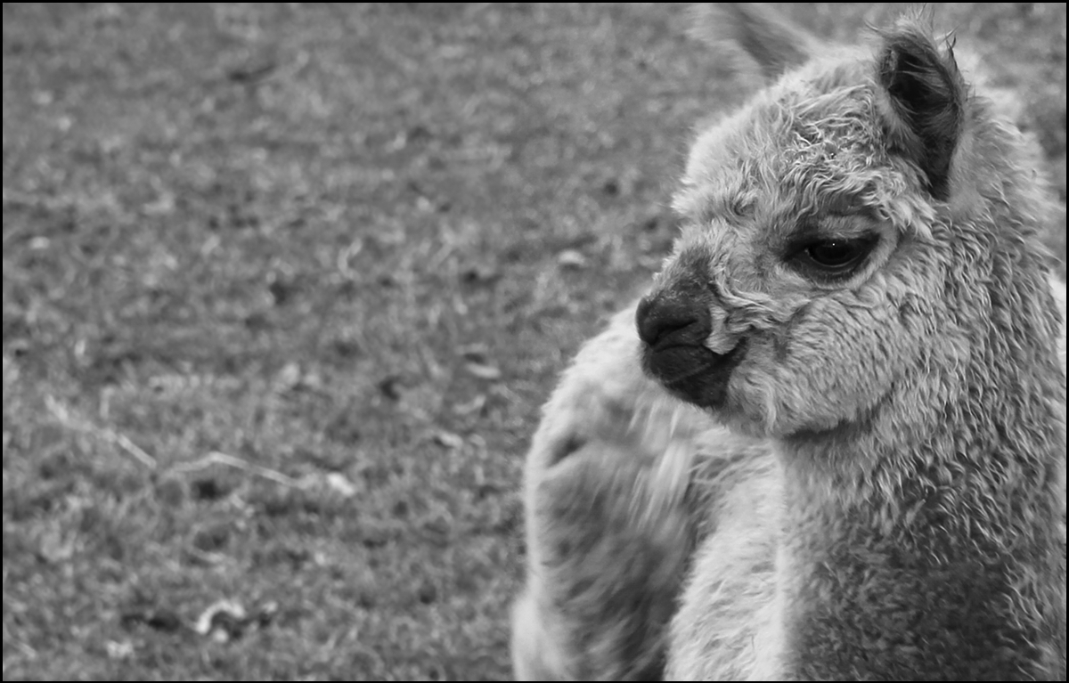 Cute Baby Llama By Leonsfilmres