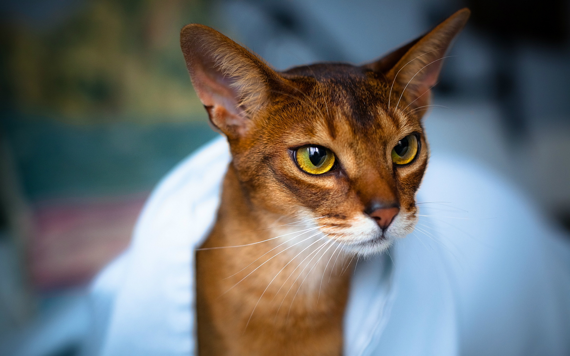 3d Abyssinian Cat Wallpaper For Pc