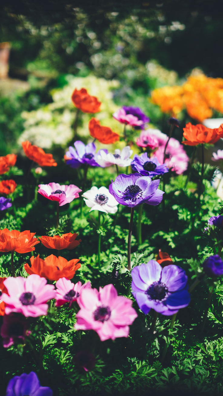 Floral iPhone Plus Wallpaper For A Sunny Spring Preppy