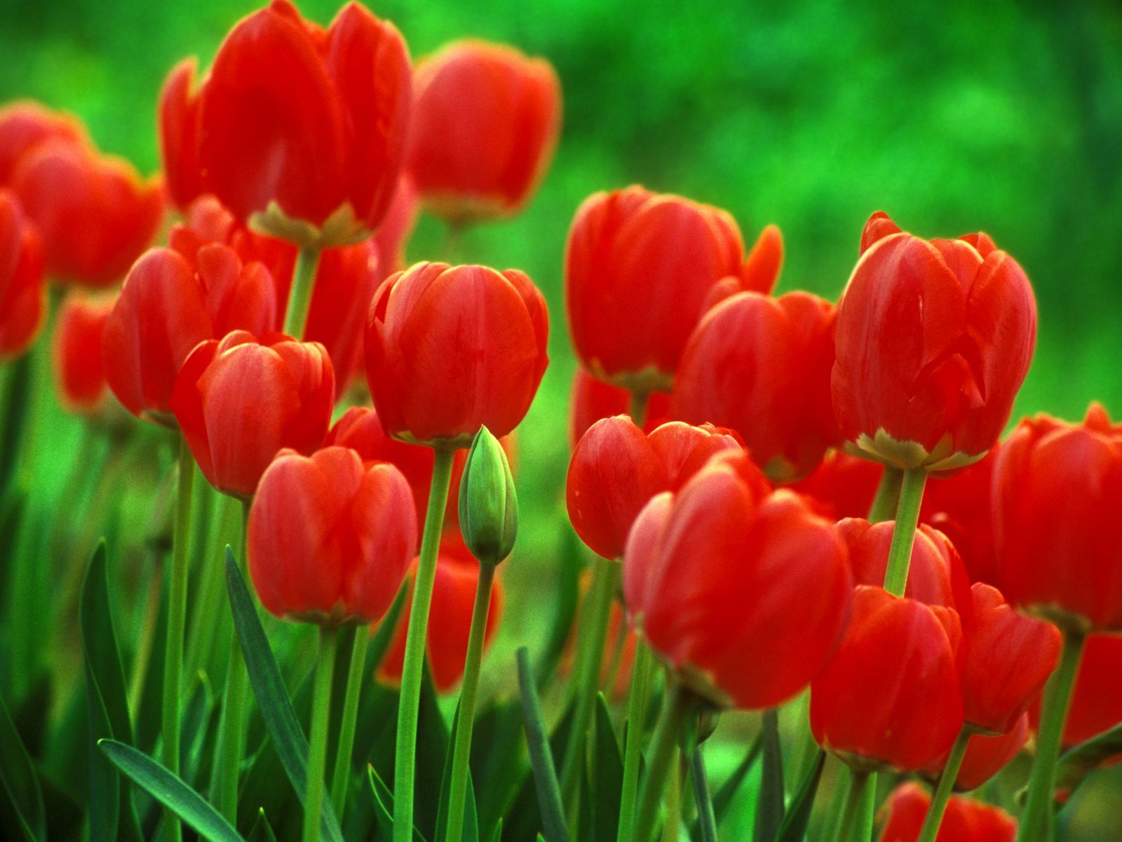Red Tulips Flowers Wallpaper