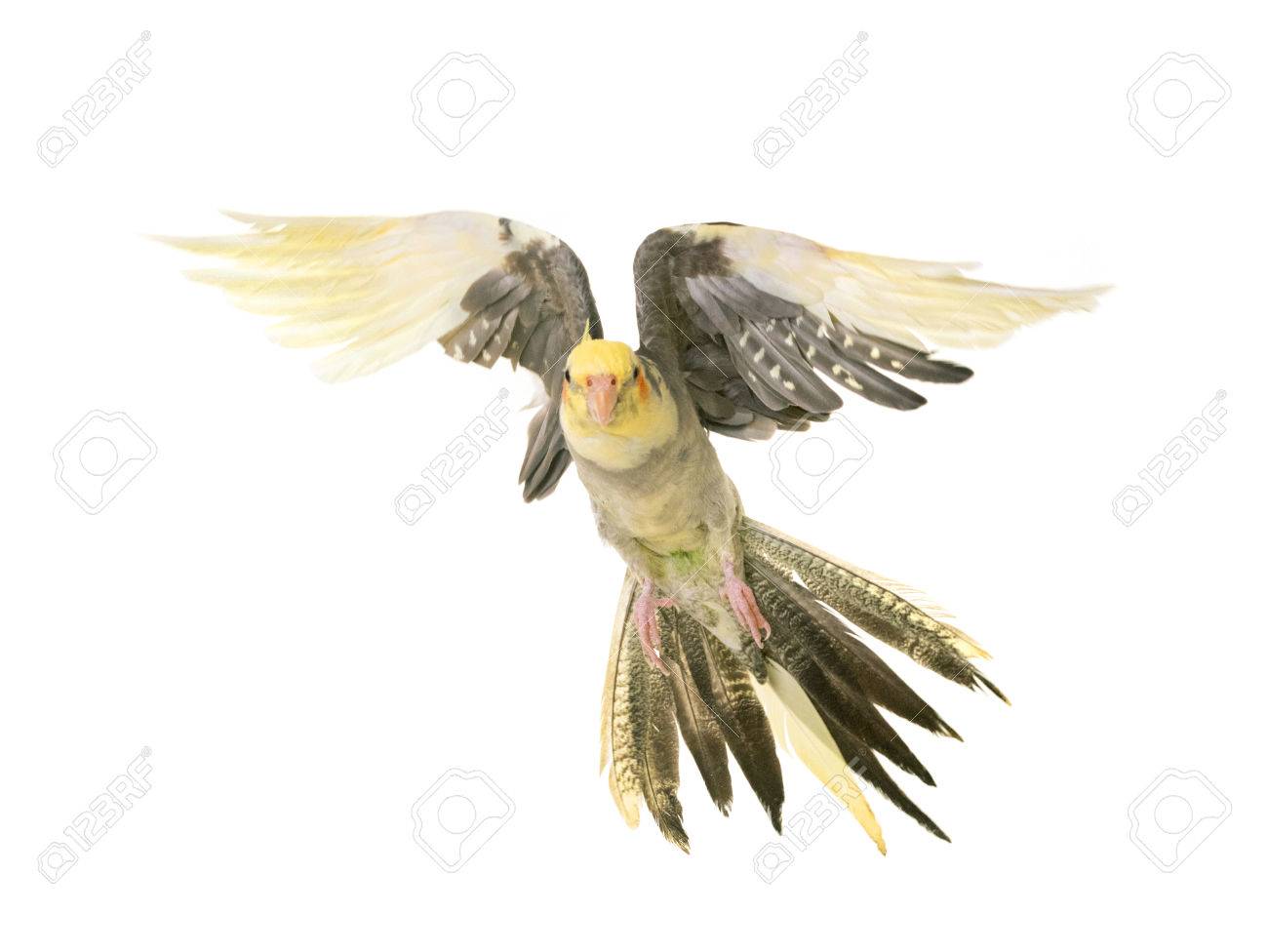 Flying Cockatiel In Front Of White Background Stock Photo Picture